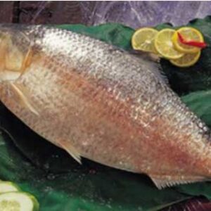 Illish Big -  Bengali Cut