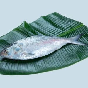 Illish - Small -  Whole